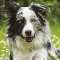 Tier-Hund