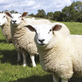 Tier-Schaf