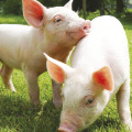 Tier-Schwein