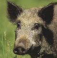 Tier-Wildschwein